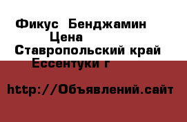 Фикус  Бенджамин   › Цена ­ 3 000 - Ставропольский край, Ессентуки г.  »    